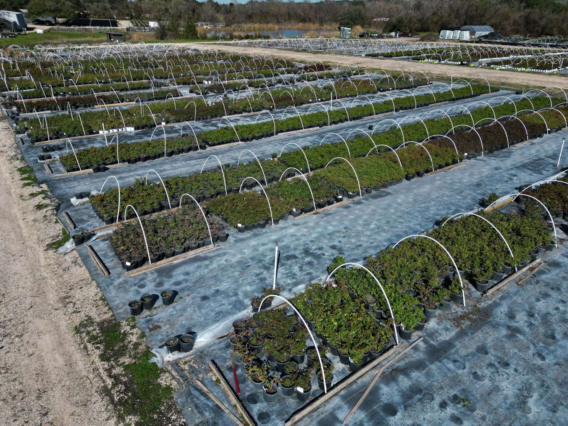 The Texan behind popularizing 'lost' roses is retiring.