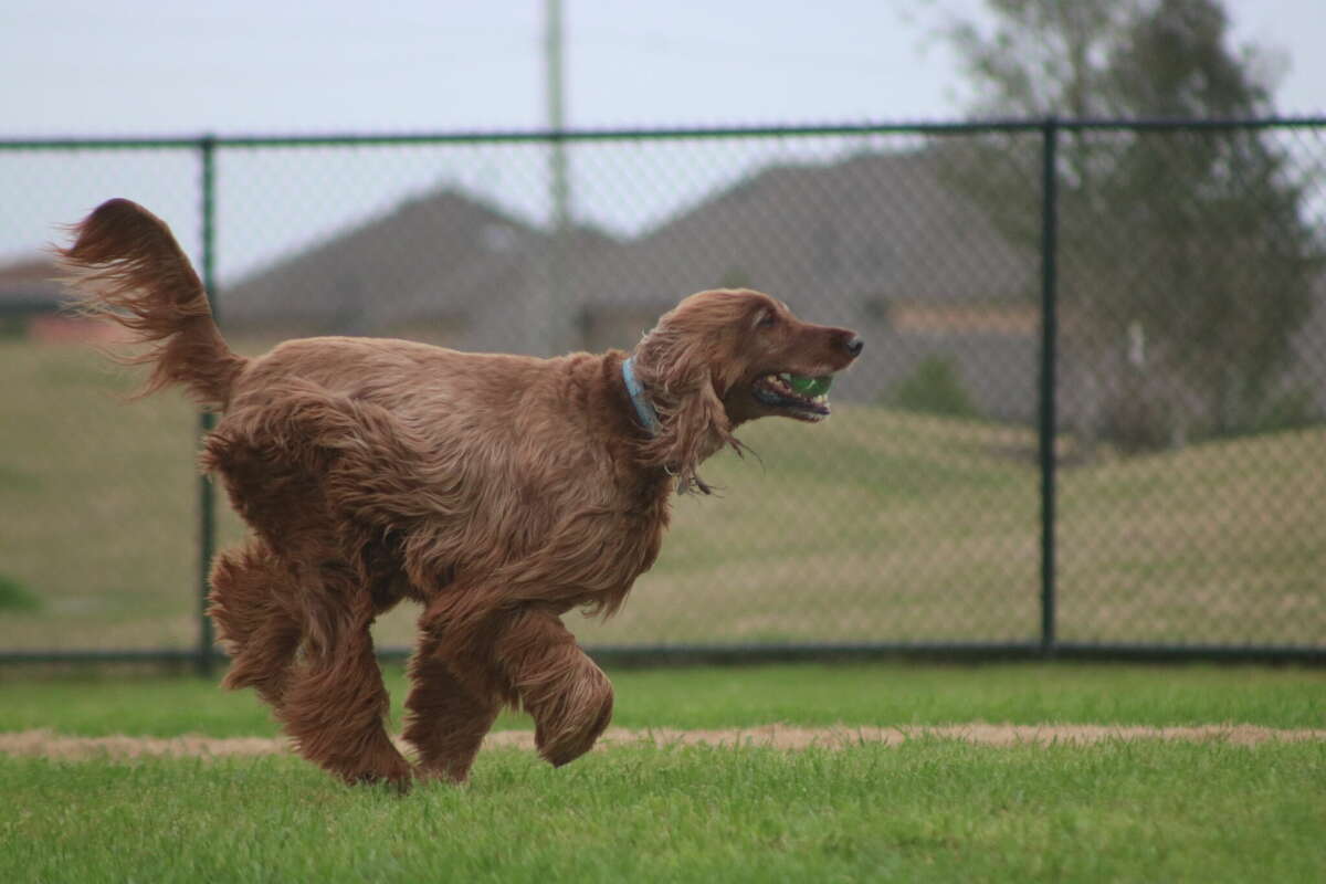 A dog plays fetch on opening day at League City's new Bark Park at Hometown Heroes Park.