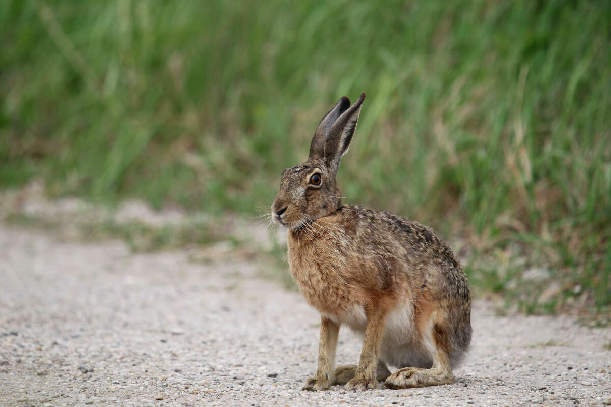 The Texas Parks and Wildlife Department continues to monitor for Rabbit Hemorrhagic Disease, especially in the Panhandle and Trans Pecos regions.  