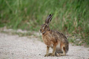 Rabbit Hemorrhagic Disease detected in West Texas