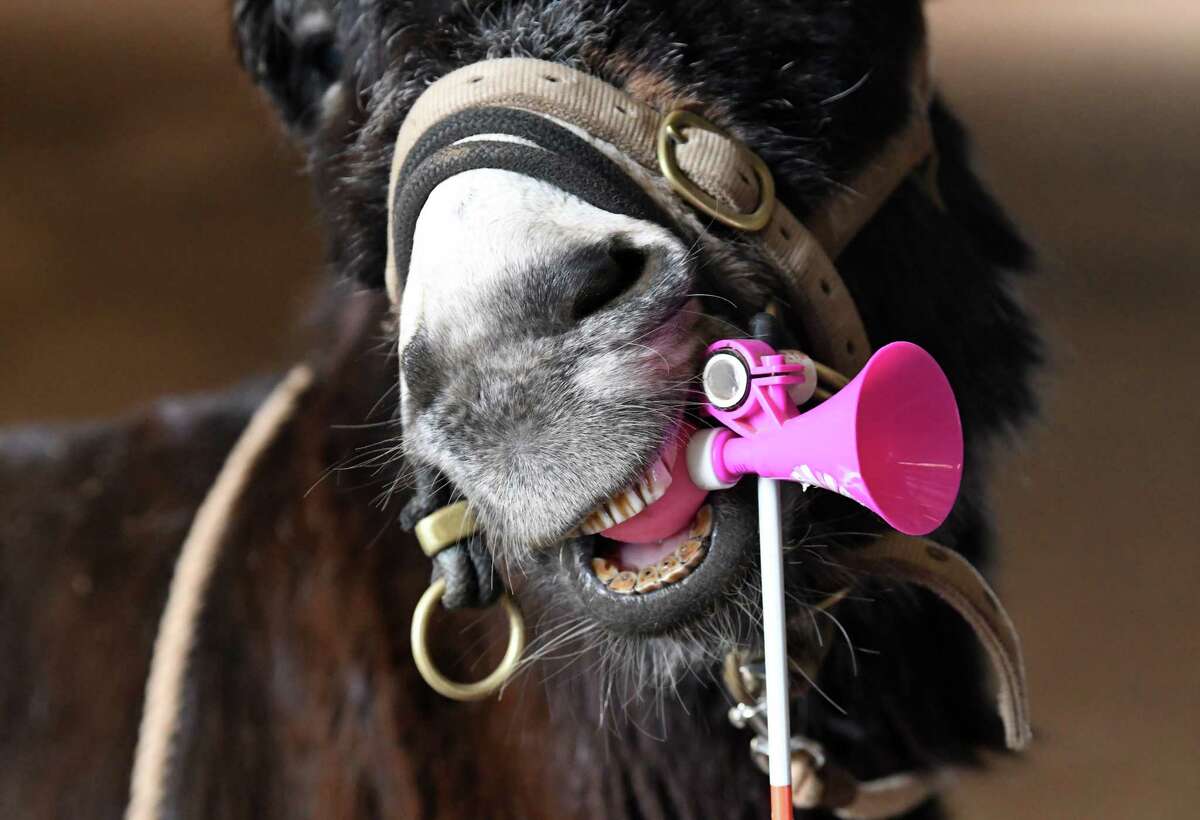 Gus the donkey squeezes on a horn that lets out s shrill squeak on Monday, Jan. 30, 2023, at Equine B&B at Morning Star Farm in Saratoga Springs, N.Y. Sue Rosenberg has trained Gus to perform a number of tricks.
