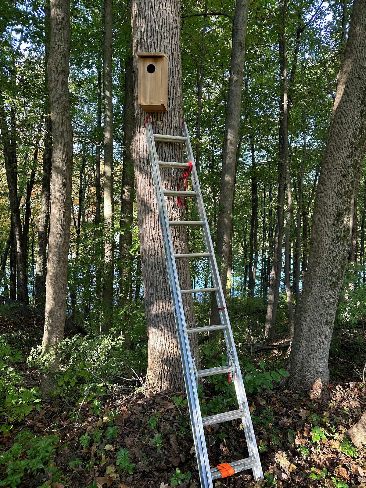 Through two grants from the Ridgefield Thrift Shop, the Ridgefield Conservation Commission has installed a new bird feeding station in Richardson Park as well as a dozen screech owl nest boxes.