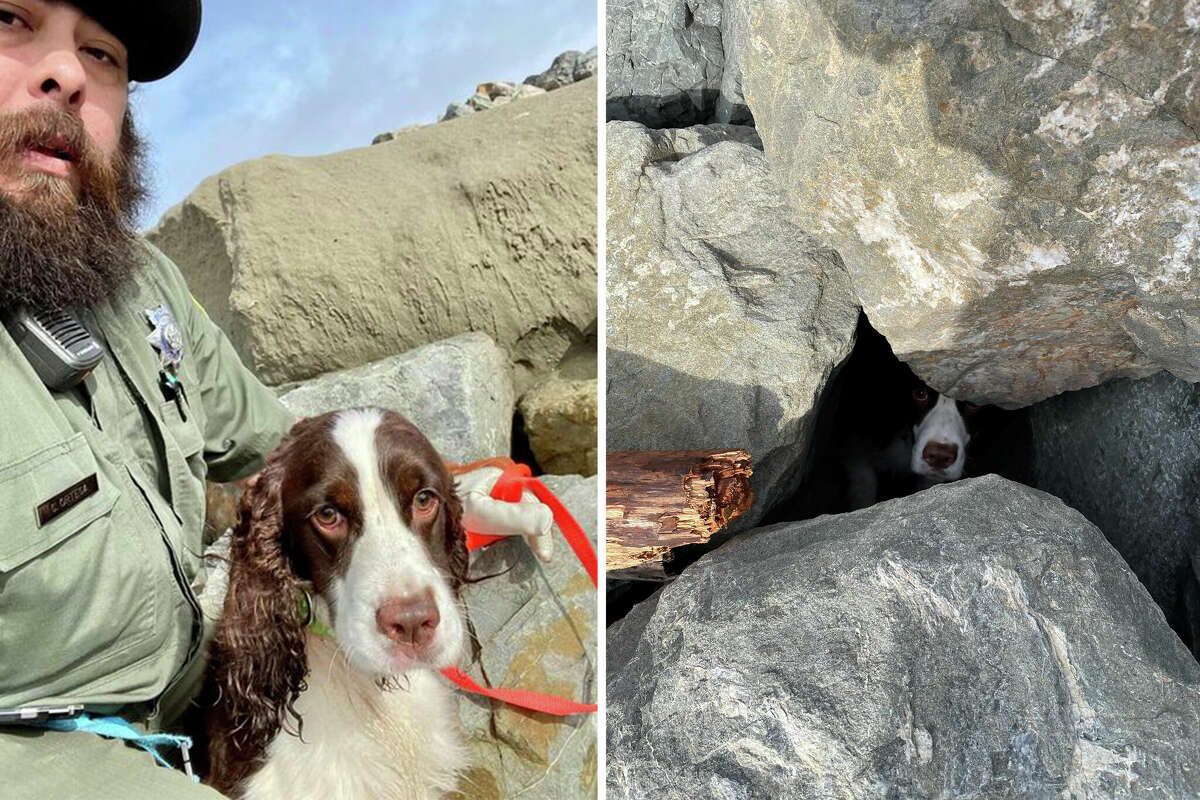 旧金山动物护理和控制中心的官员卡洛斯·奥尔特加帮助营救了一只被困在海洋海滩大石头下的1岁b施普林格西班牙猎犬格温。