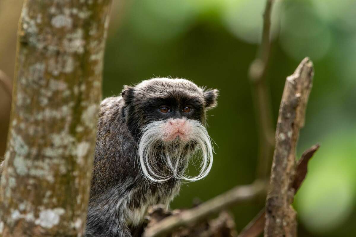 Two of the Dallas Zoo's emperor tamarin monkeys were reported missing on Monday morning. 