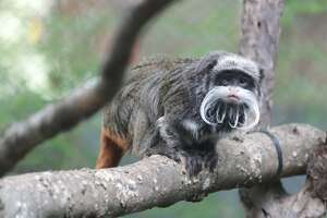 Dallas Zoo reports 2 of their monkeys are missing, were 'taken'