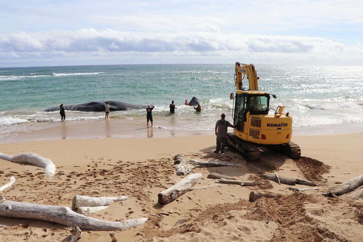 A dead 56-foot-long, 120,000-pound sperm whale washed up on the beach at Lydgate Park on Kauaʻi HI on Jan. 28, 2023