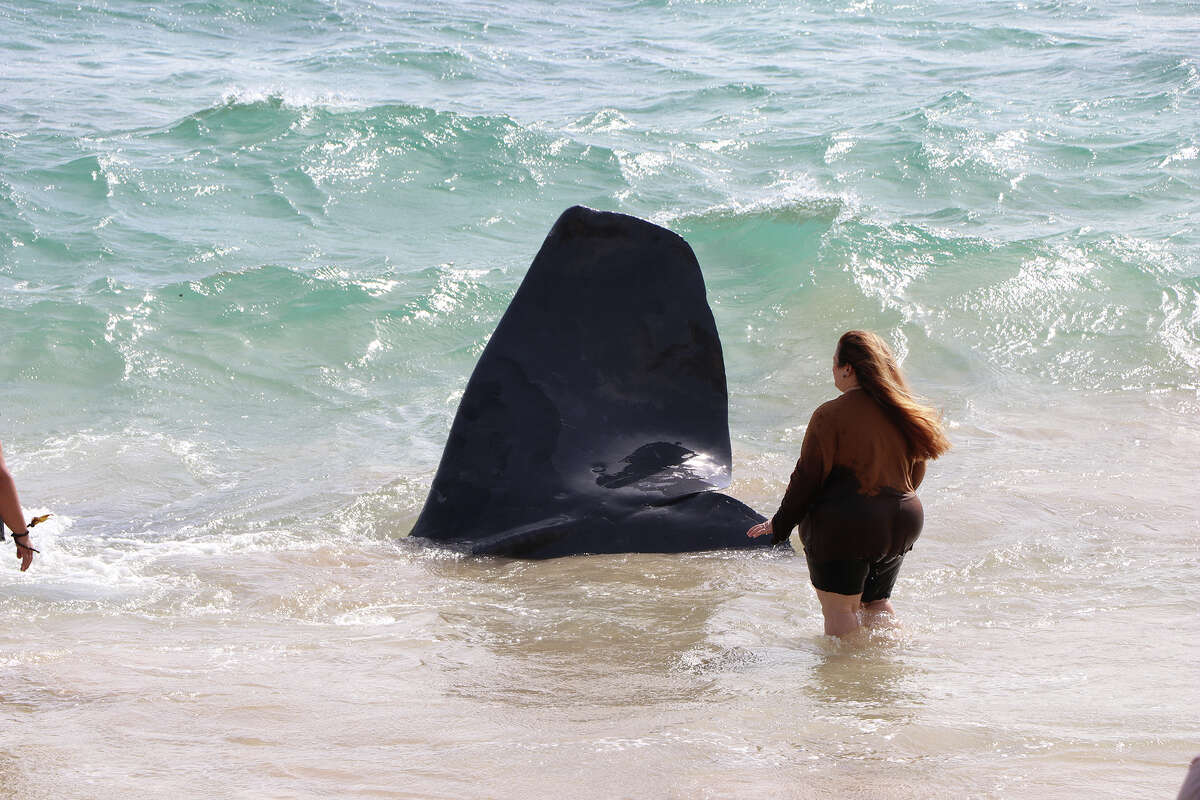 Local Hawaiian practitioners viewed the day's activities and performed all day cultural protocols for the dead Sperm Whale at Lydgate Park on Kauaʻi HI on January 28, 2023
