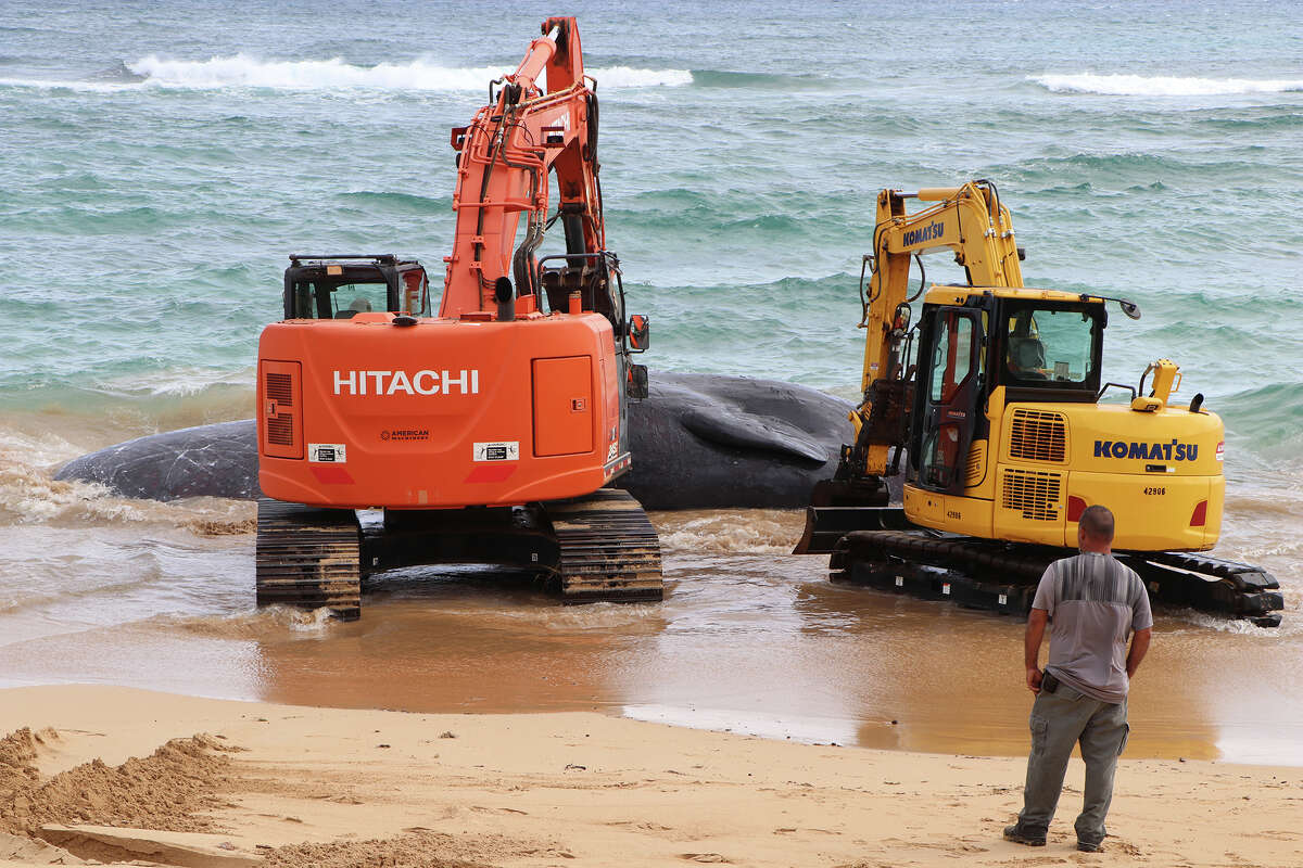 Excavators gets ready to remove the dead 56-foot-long, 120,000-pound sperm whale from the beach at Lydgate Park on Kauaʻi HI on Jan. 28, 20023