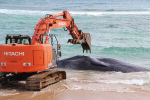 56-foot endangered whale found dead on Hawaii beach