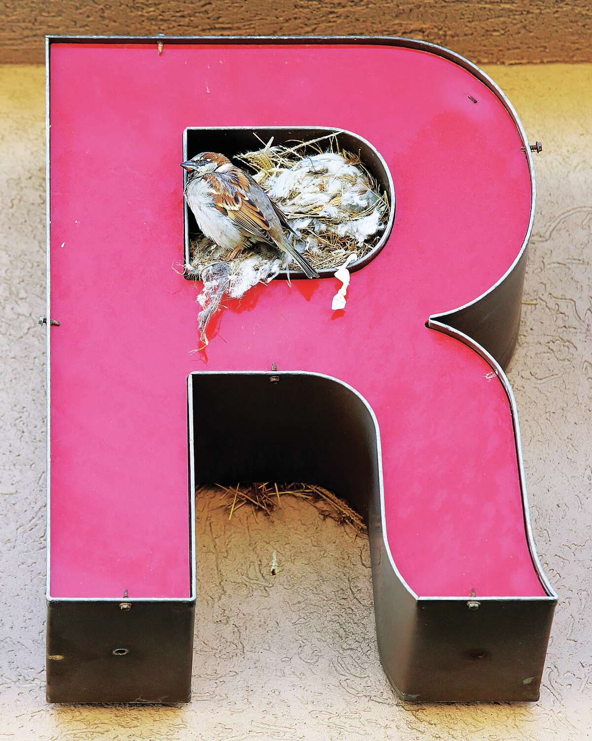 John Badman|The Telegraph R is for roosting, at least it seemed that way for a small bird standing by the home he built in the letter R of the Walgreens sign at 1650 Washington Ave. in Alton. The space seemed to be just the right size. As the cold weather continues don't forget your feathered friends, especially when snow covers the ground.