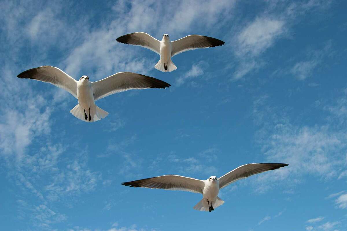 Have We All Missed the Point About Seagulls? — Save Coastal Wildlife