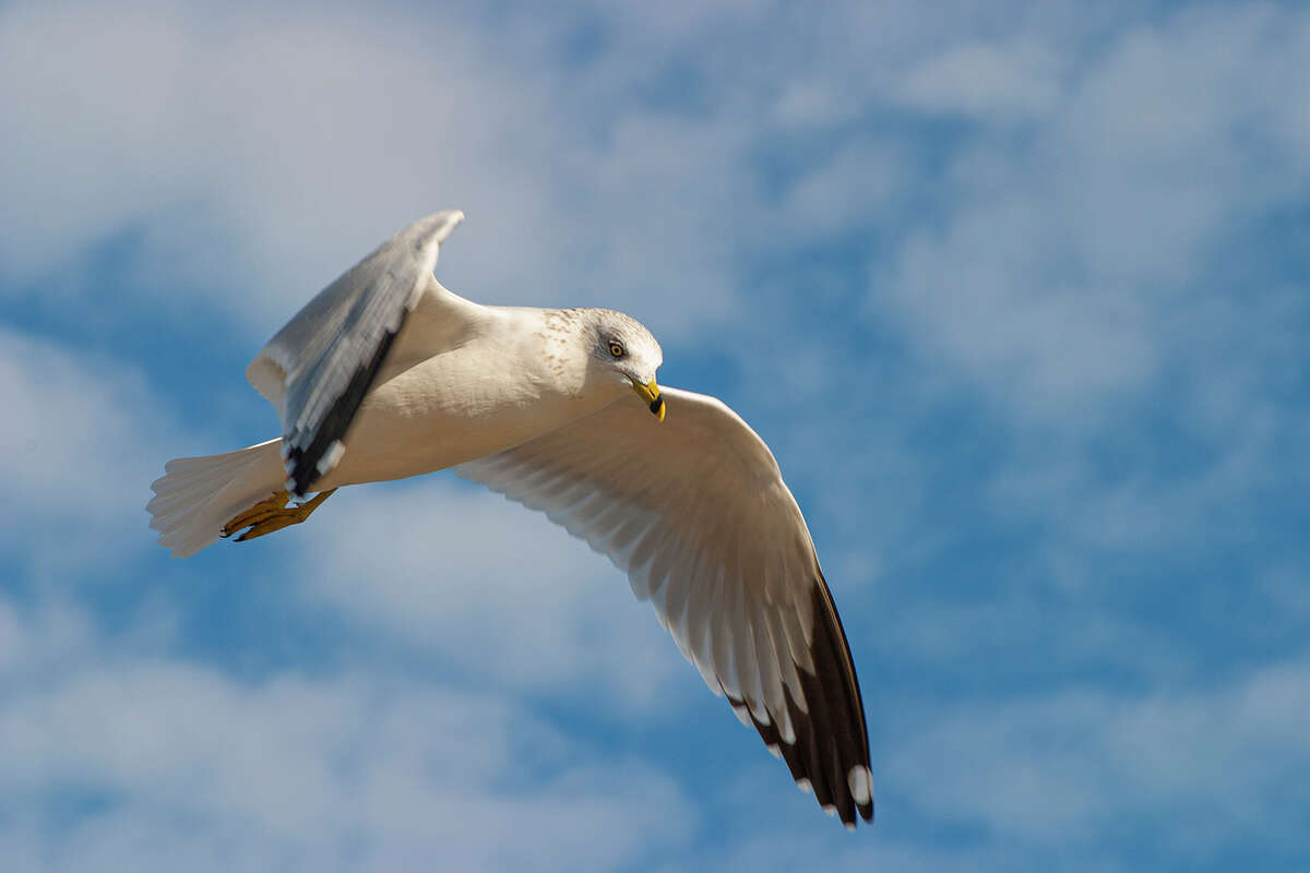 Ring-billed gulls are easy to identify thanks to the black ring around their yellow beak. Gulls are common along Galveston's beaches and bayside shores in winter. 