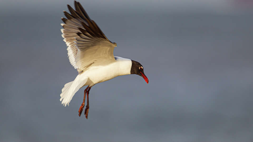 Adult laughing gulls this time of year have sleek bodies, robust beaks the color of black cherries, and black hooded heads. Photo Credit: Kathy Adams Clark Restricted use.