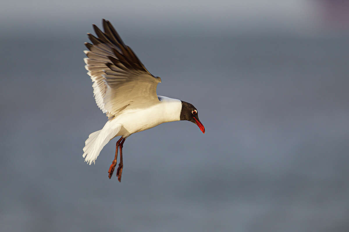 Adult laughing gulls this time of year have sleek bodies, robust beaks the color of black cherries, and black hooded heads. Photo Credit: Kathy Adams Clark Restricted use.