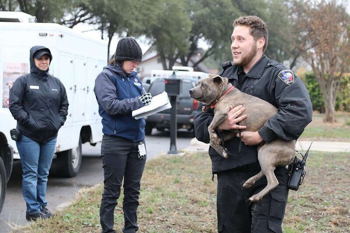 The City of San Antonio Animal Care Services seized about a dozen dogs that were chained outside in the freezing temperatures at a home on the Northwest Side on Tuesday, January 31.