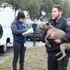 Roughly a dozen chained dogs seized from San Antonio home amid freeze