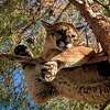 This file photo shows a mountain lion.