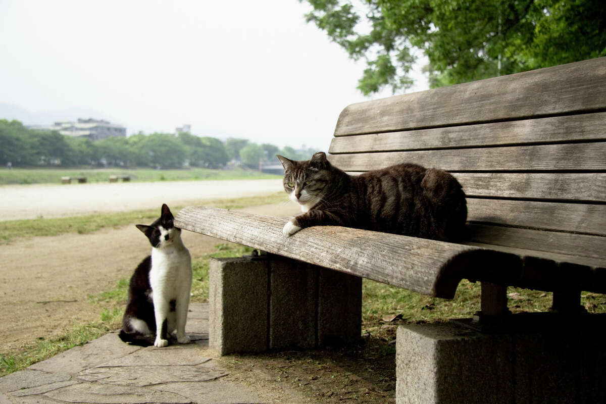 Texas Man Cares For Feral Cats