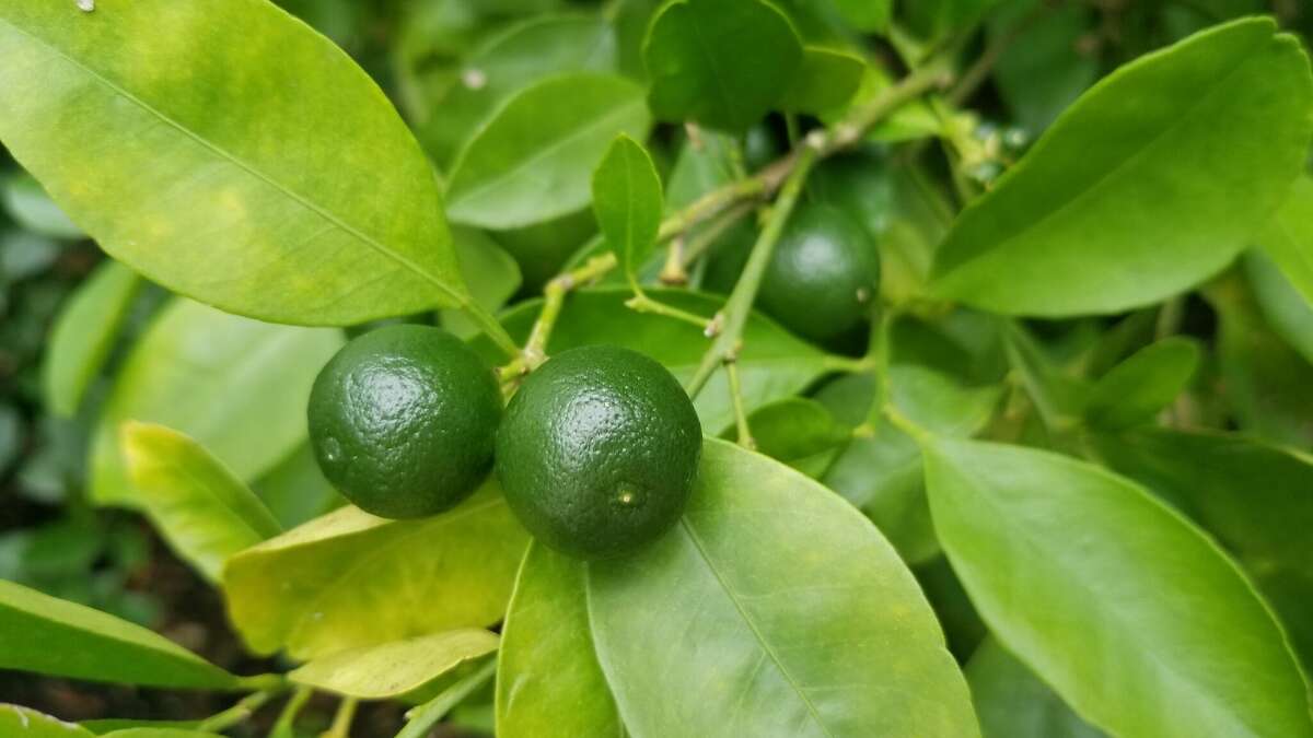 Key lime trees are the least cold hardy of the citrus plants.