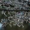 Icicles hang from a tree along Huebner Road as motorists contend with icy conditions as a wave of frozen precipitation blankets San Antonio on Wednesday, Feb. 1, 2023.