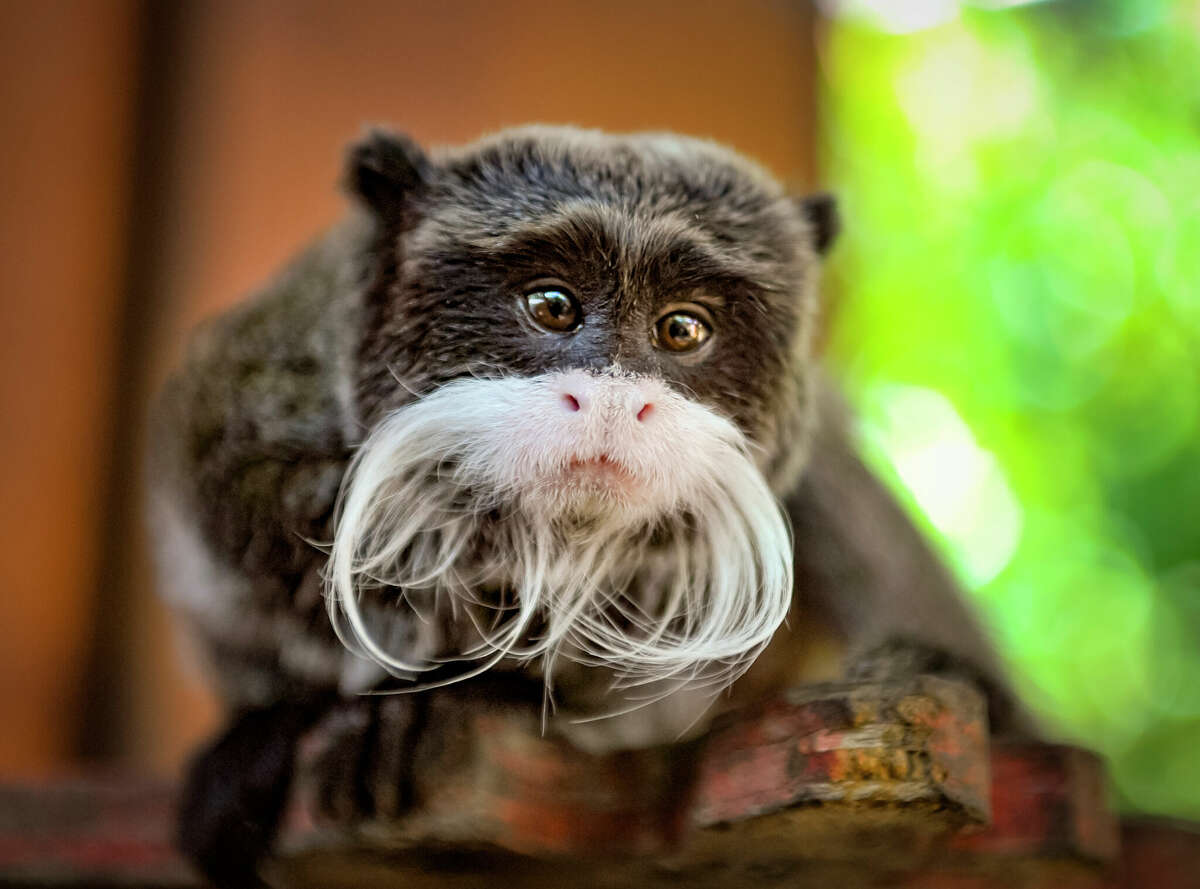 Dallas Zoo staff said their two emperor tamarin monkeys showed no signs of injury after they were examined by care teams following their return. 