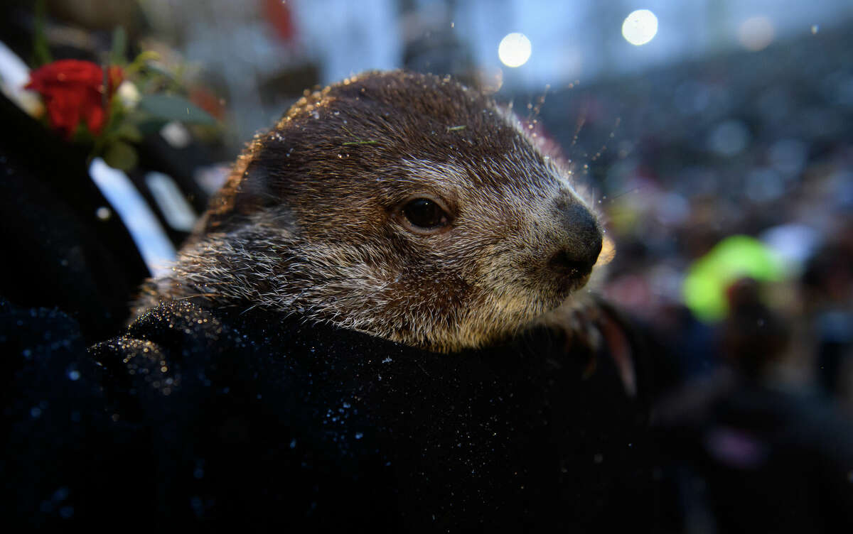 PUNXSUTAWNEY, PA - FEBRUARY 02: Groundhog handler John Griffiths holds Punxsutawney Phil, who did not see his shadow, predicting an early or late spring during the 134th annual Groundhog Day festivities on February 2, 2020 in Punxsutawney, Pennsylvania. Groundhog Day is a popular tradition in the United States and Canada. A crowd of upwards of 20,000 people spent a night of revelry awaiting the sunrise and the groundhog's exit from his winter den. If Punxsutawney Phil sees his shadow he regards it as an omen of six more weeks of bad weather and returns to his den. Early spring arrives if he does not see his shadow, causing Phil to remain above ground. (Photo by Jeff Swensen/Getty Images)
