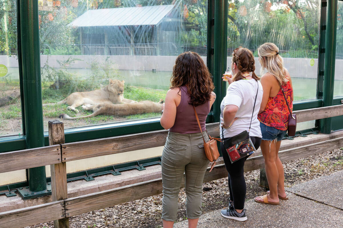 houston-zoo-s-nocturnal-party-lets-you-feast-with-beasts