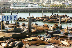 Why do sea lions hang out at San Francisco's Pier 39?