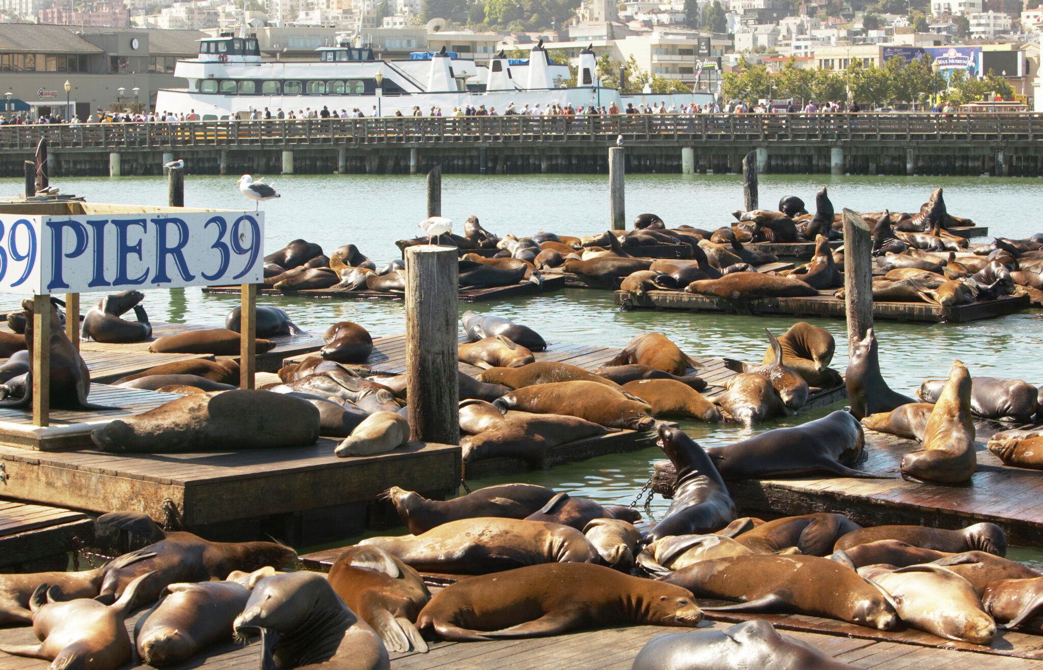 A Morning at Fisherman's Wharf and Pier 39 in San Francisco, USA