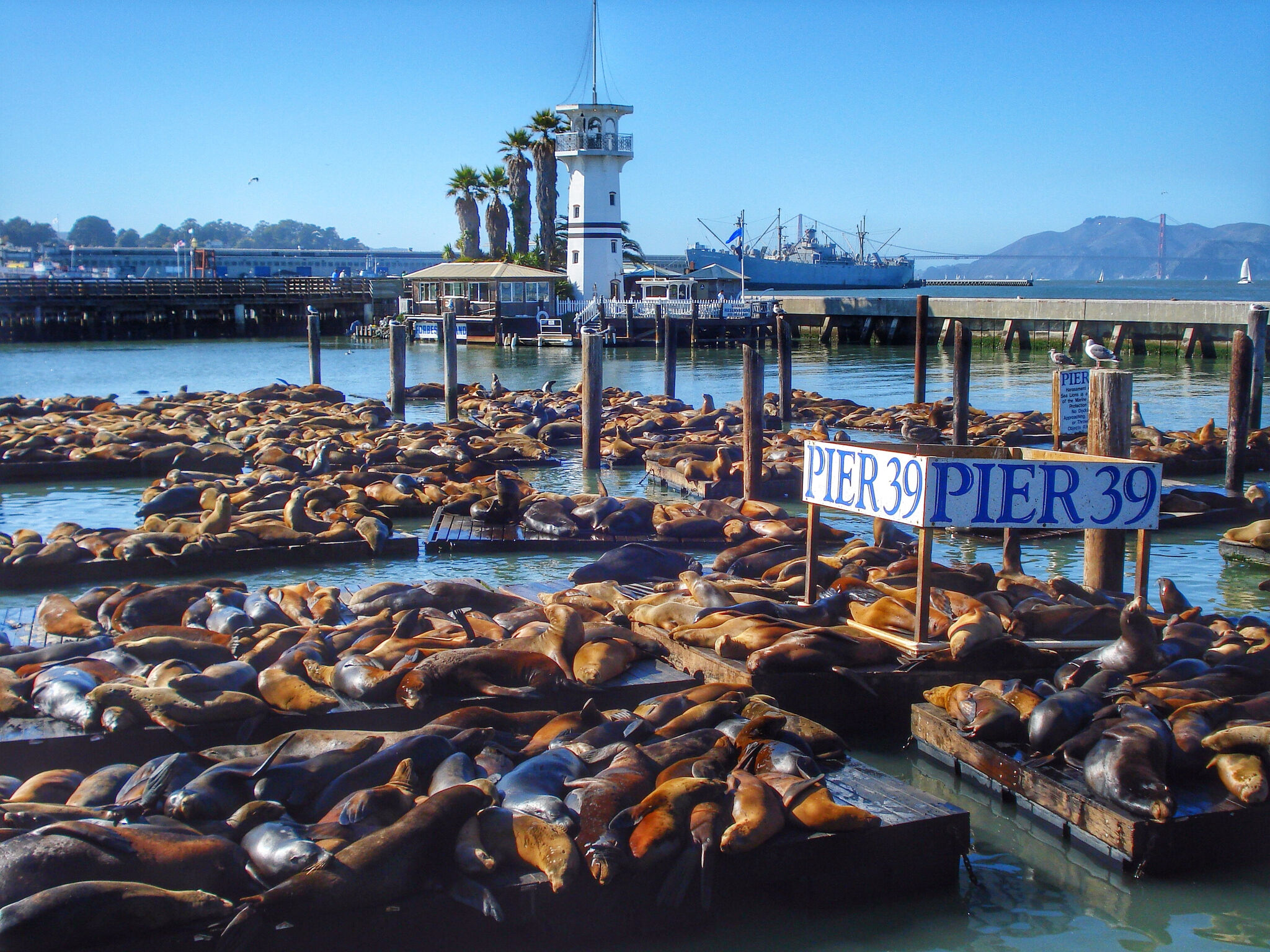 Sea Lions at Pier 39  The Marina, Fisherman's Wharf & the Piers