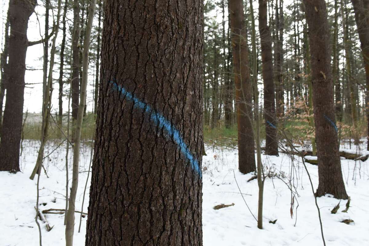 Trees are marked for cutting at Woods Hollow Nature Preserve on Thursday, Feb. 2, 2023, in Albany, N.Y.