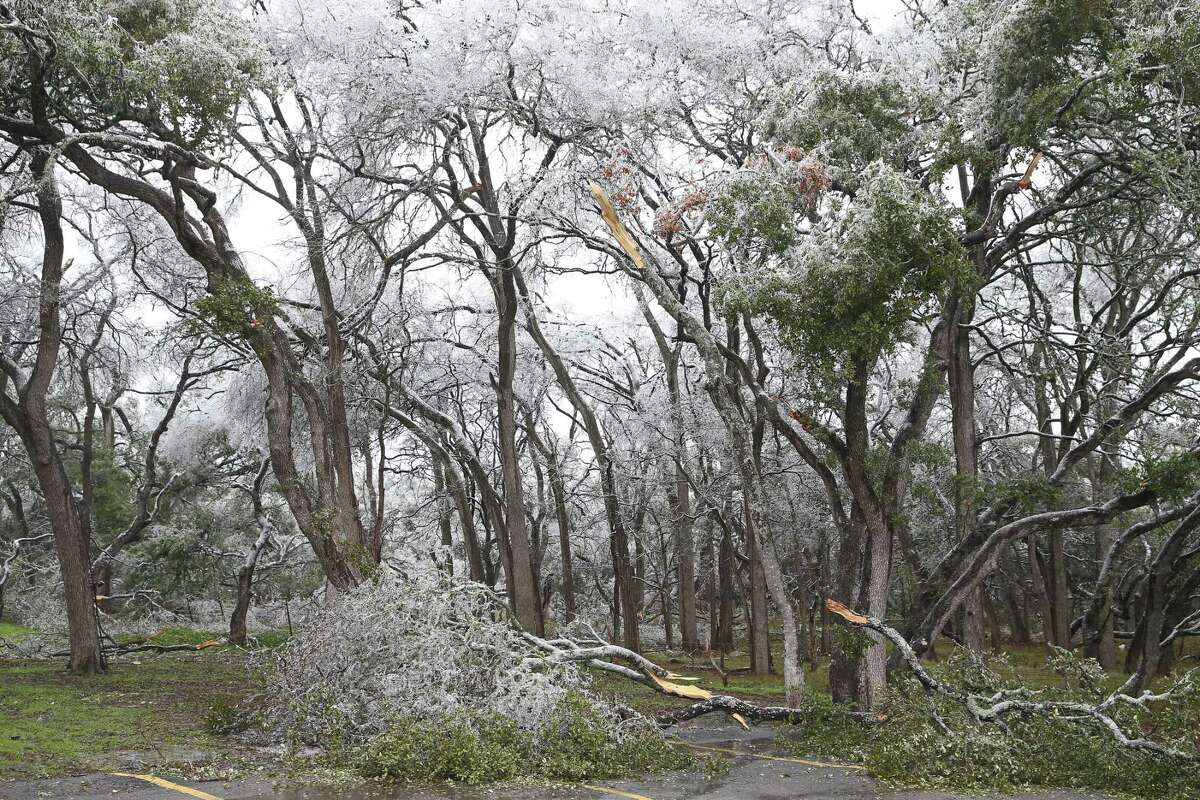 Trees show ice damage at Richter’s Antler Café in Bulverde, Texas, Thursday, Feb. 2, 2023.