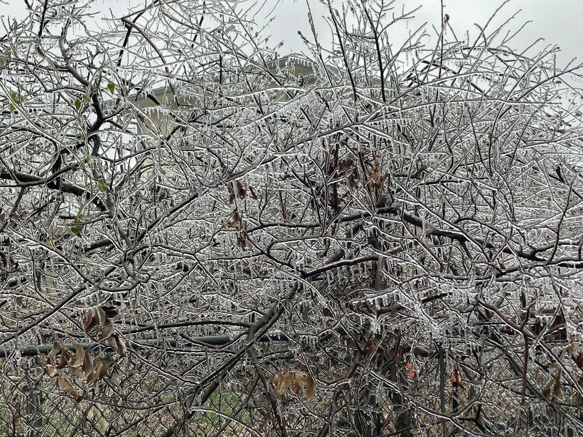 Ice coats trees at the author's Austin home. A storm knocked out power for a third of the city.