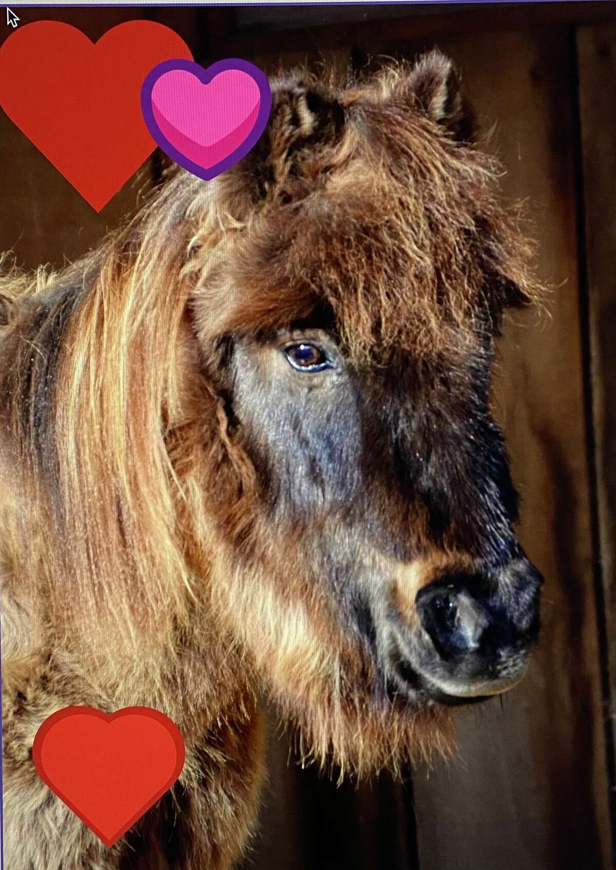 Washington's HORSE of Connecticut is holding a special Valentine's Day fundraiser at the farm, 43 Wilbur Road, Feb. 11-12. The event features tours, shopping, a bake sale and tack sale and a chance to meet the horses, including Prince, pictured. 