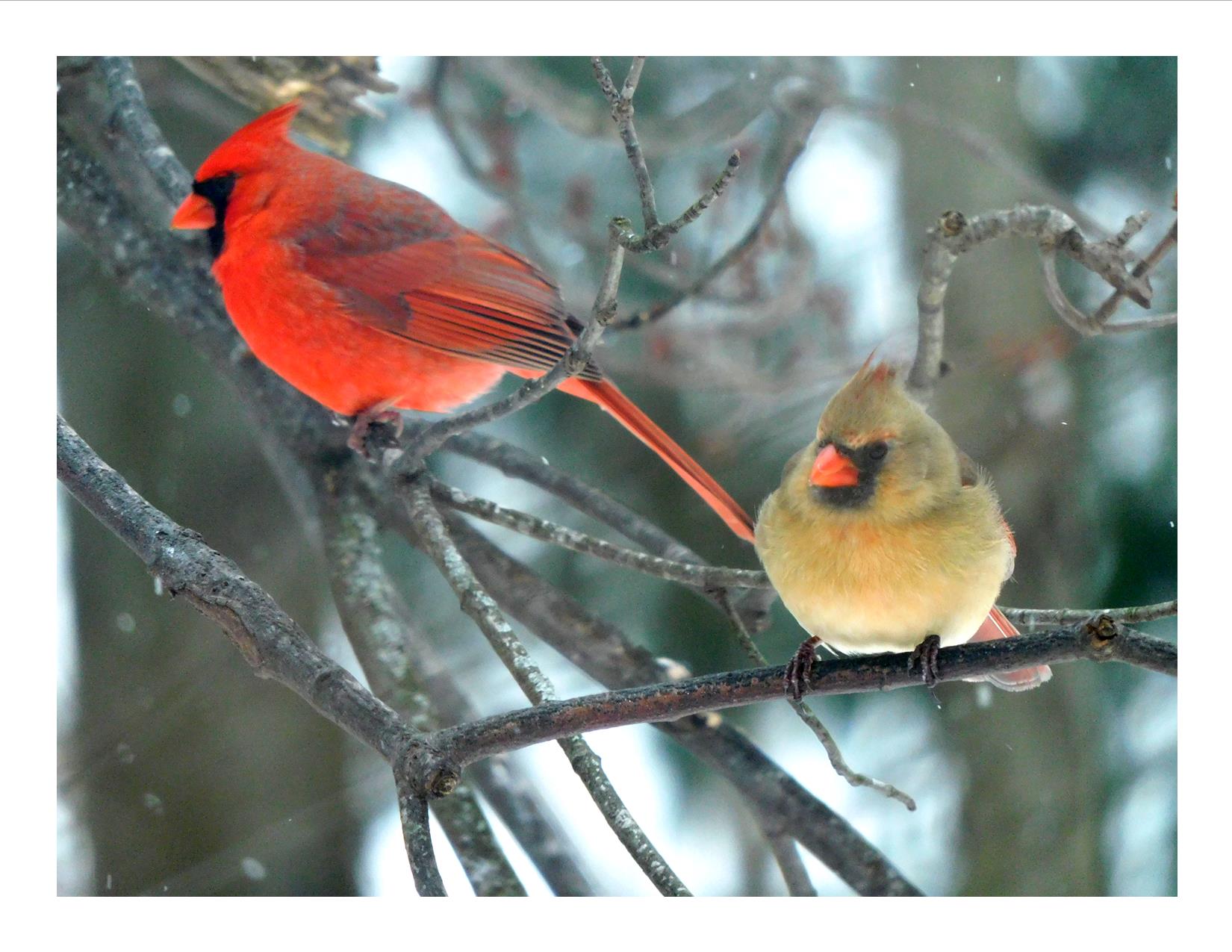 male and female cardinal birds