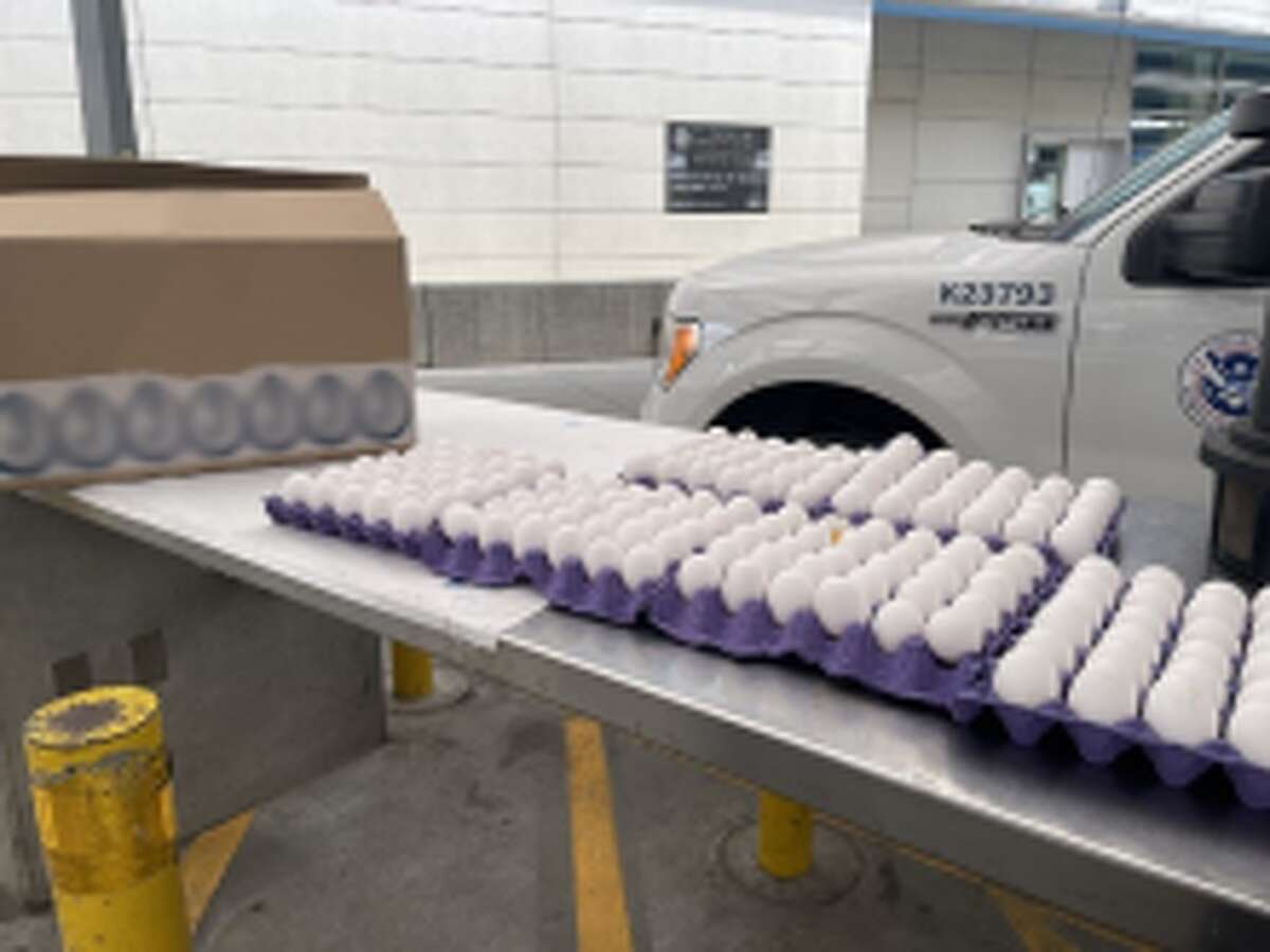 Customs and Border Protection secure eggs at a border crossing.