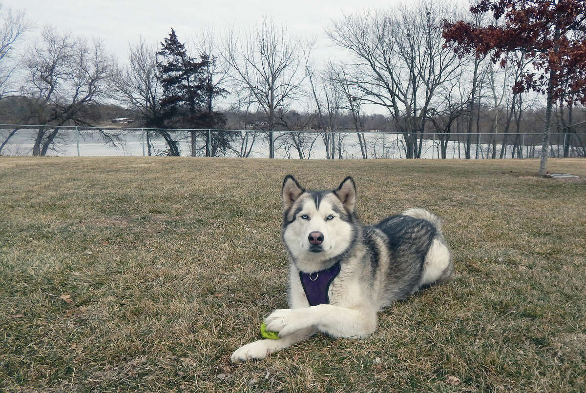 Despite — or perhaps because of — frigid, single-digit temperatures that had nearby Mauvaiseterre Lake freezing over in spots, Cheyenne the Siberian Husky is pretty chill Friday during a visit to the Jacksonville Dog Park.