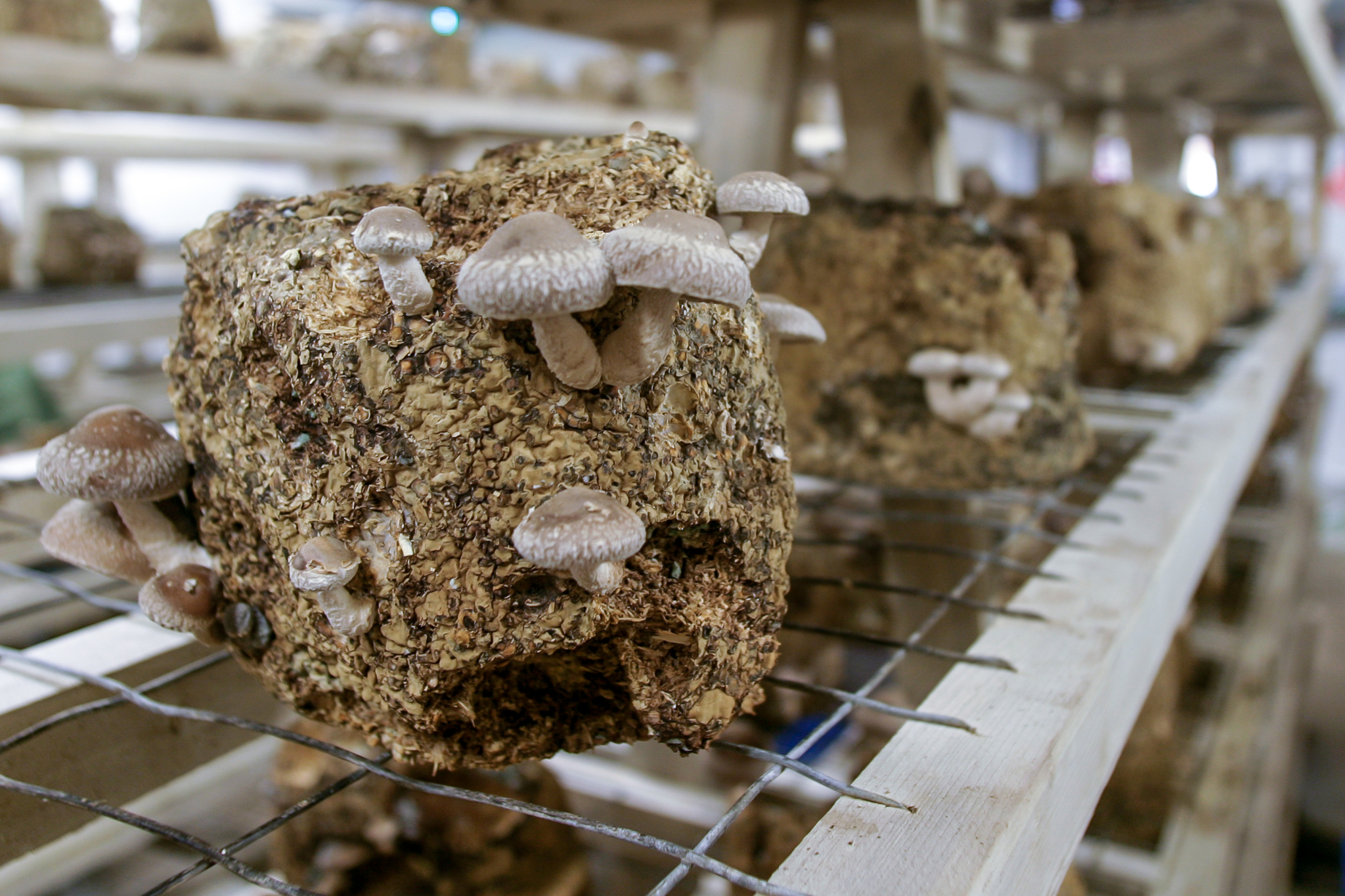 Shiitake mushrooms poke out of a cube-shaped wooden growing medium.