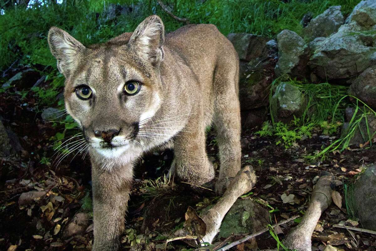 This Feb. 9, 2015 photo, released by the National Park Service, taken from a remote camera in the Santa Monica Mountains National Recreation Area near the Los Angeles and Ventura county line, shows a female mountain lion identified as P-33.