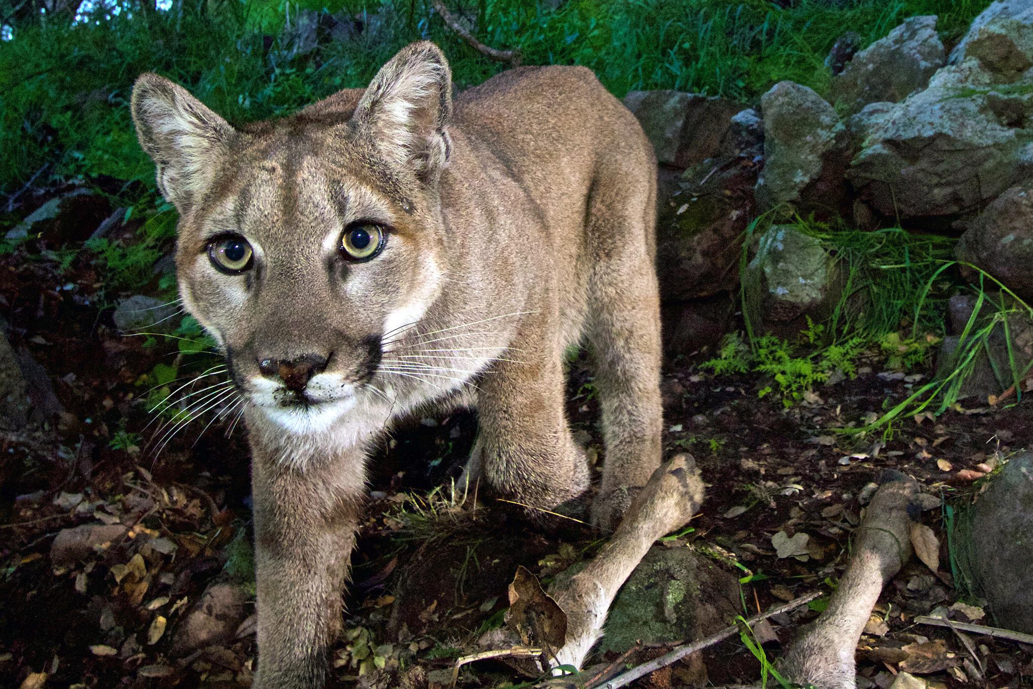 State wildlife officials unable to catch mountain lion responsible for ‘vicious’ attack on young boy