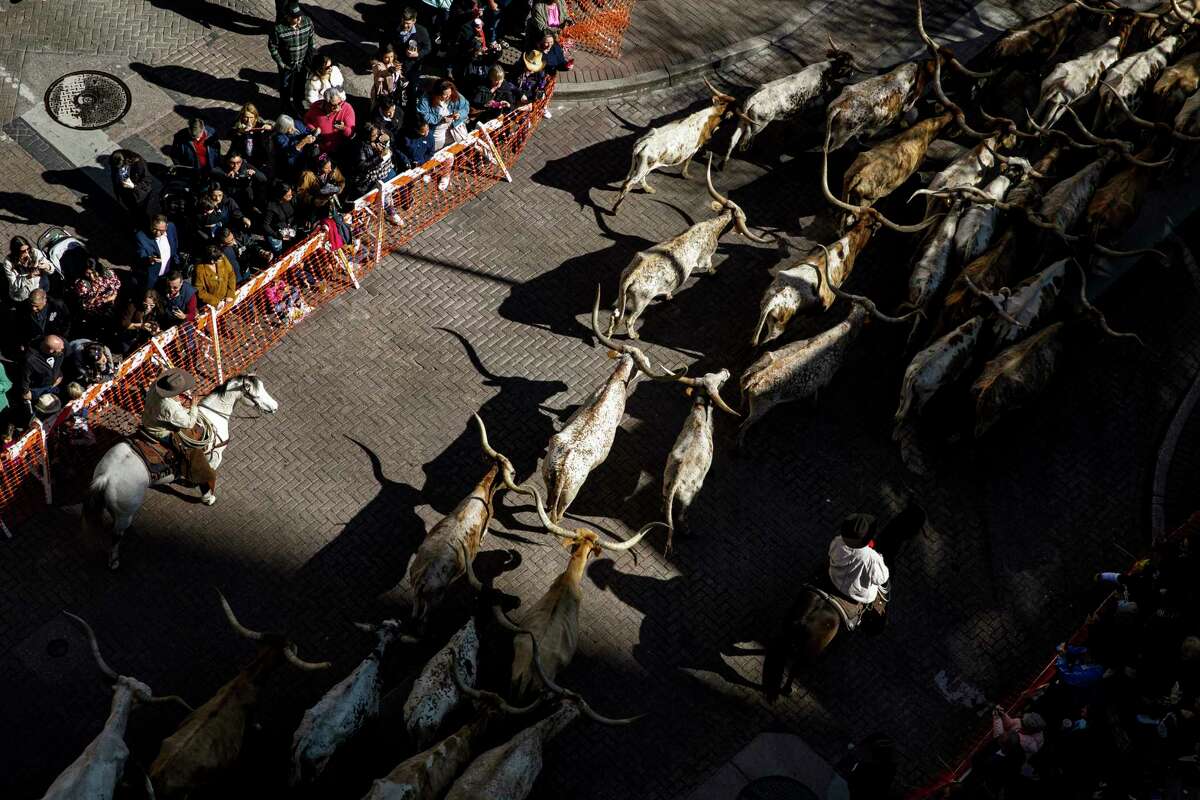 Longhorn Stampede Kicks Off San Antonio Stock Show And Rodeo