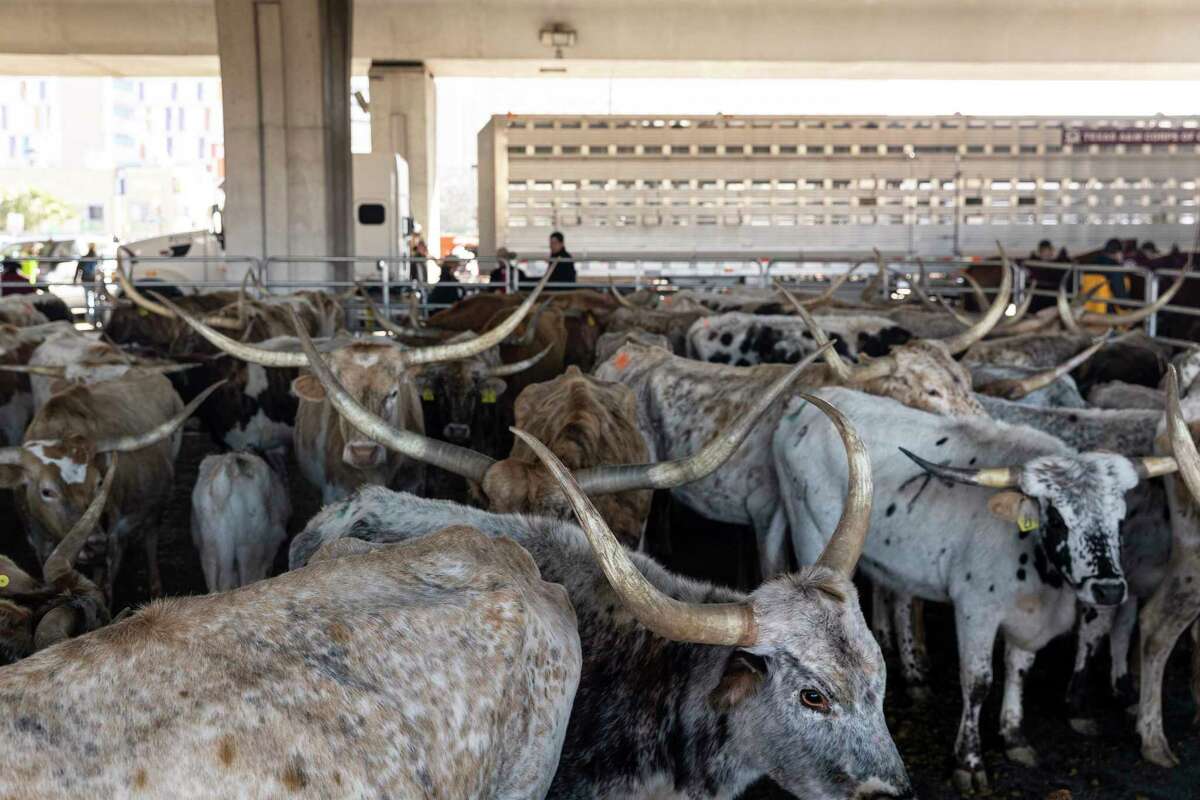 Longhorn cattle wait to be lead down Houston Street during the 15th annual Western Heritage Parade & Cattle Drive in downtown San Antonio, Texas, on Feb. 4, 2023. 