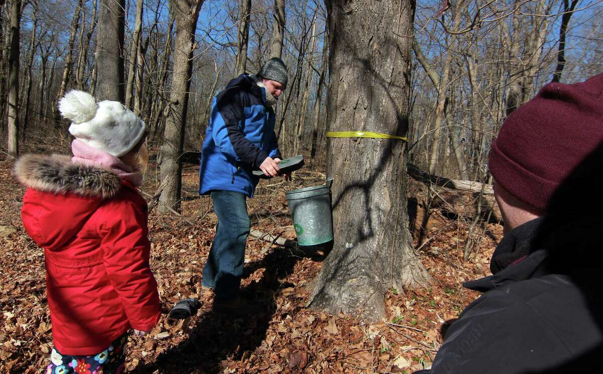 Naturalist Aidan Murphey places a cover onto a bucket after tapping a maple tree for Ryan George and his daughter Cecilia, 4, as part of the Adopt a Tree Kickoff event at New Canaan Nature Center in New Canaan, Conn., on Saturday February 4, 2023. Syrup families/groups come for a session to learn the process and then take part in choosing and tapping a tree for the season.