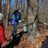 Naturalist Aidan Murphey places a cover onto a bucket after tapping a maple tree for Ryan George and his daughter Cecilia, 4, as part of the Adopt a Tree Kickoff event at New Canaan Nature Center in New Canaan, Conn., on Saturday February 4, 2023. Syrup families/groups come for a session to learn the process and then take part in choosing and tapping a tree for the season.
