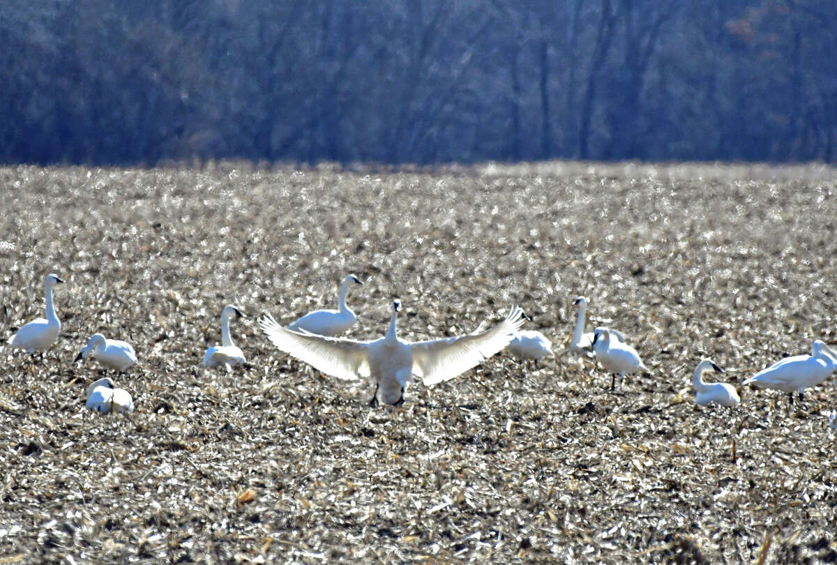 A goose displays its impressive wingspan as others search a field for food.