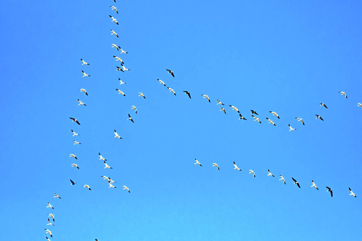 A flock of geese creates a pattern against a bright blue sky.