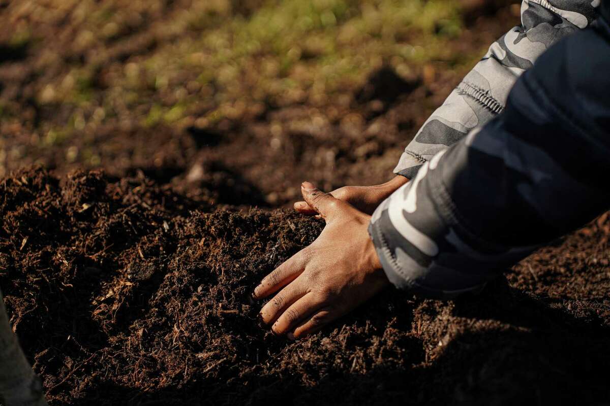 Houston Arbor Day History, tree planting opportunities around town