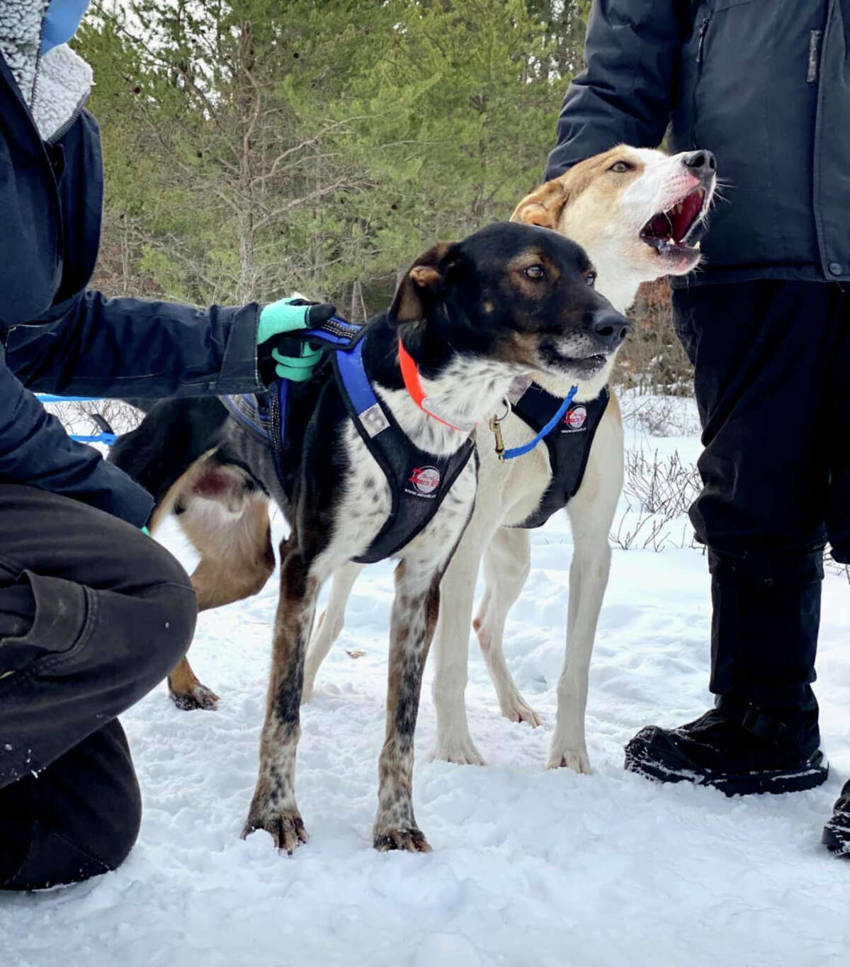 The Dog Sled Derby in Baldwin is rescheduled for Friday, with racing events throughout the weekend by Great Lakes Dog Sled Association. (Courtesy photo/GLDSA)