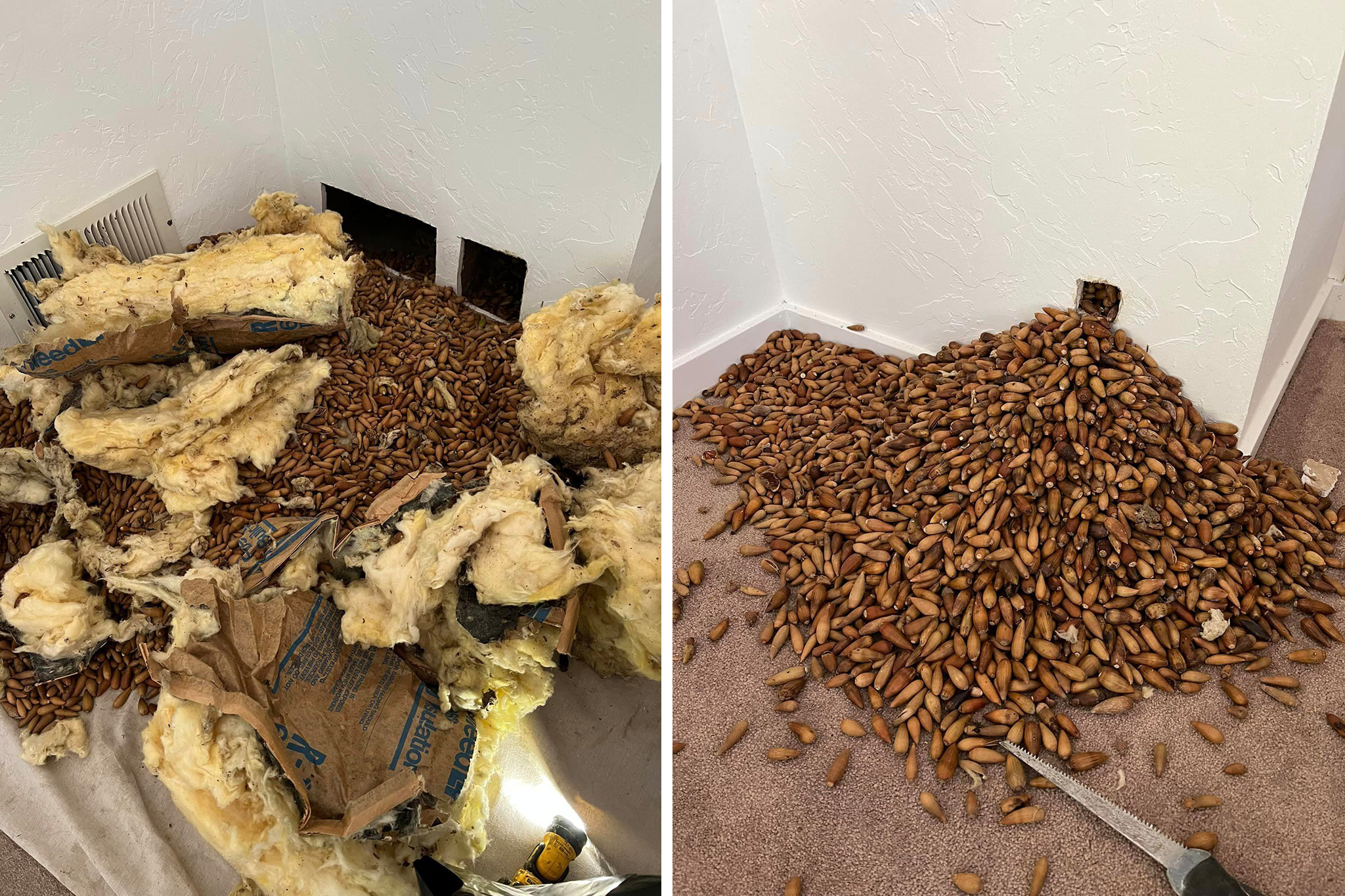 700 pounds of acorns found in California home (video) - Boing Boing