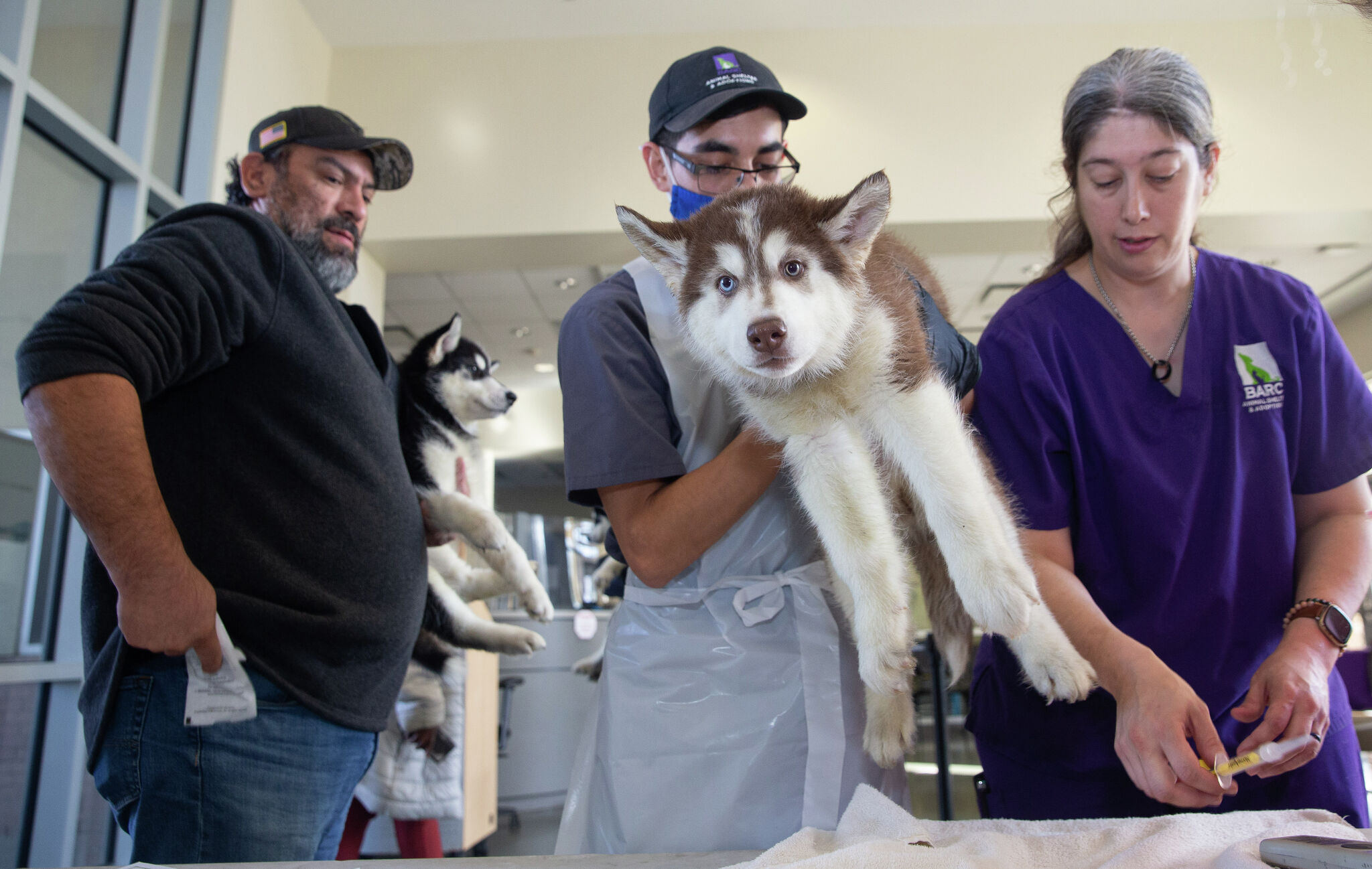 Houston now requires microchips for dogs and cats What to know